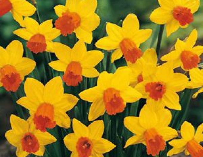 Narcisă ´Jetfire´