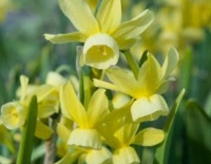 Narcisă Hawera