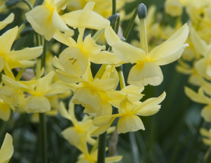 Narcisă Hawera