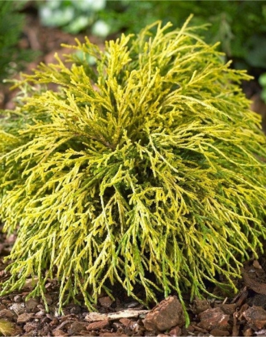 Chamaecyparis junifera  Sungold