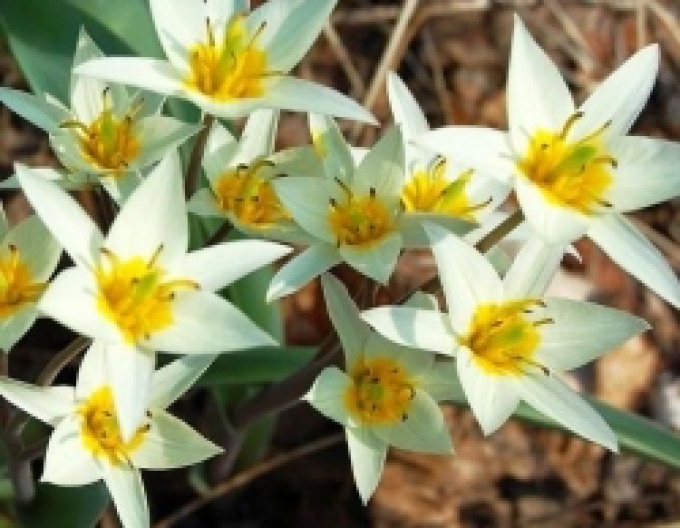 Lalea botanică "Turkestanica