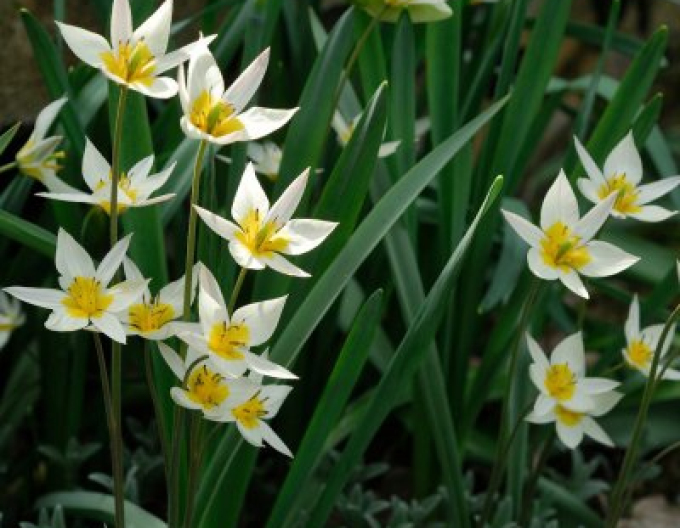 Lalea botanică "Turkestanica