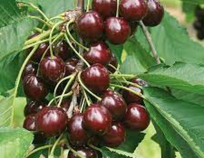 Cherry ´Fabiola´ nu a lătrat