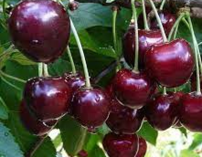 Cherry ´Fabiola´ nu a lătrat