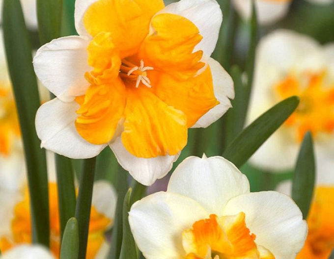 Narcisă ´Orangerie´