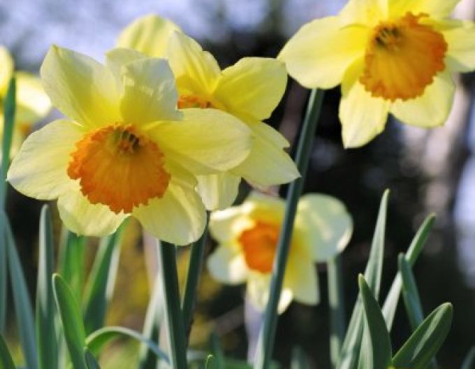 Narcisă ´Orangerie´