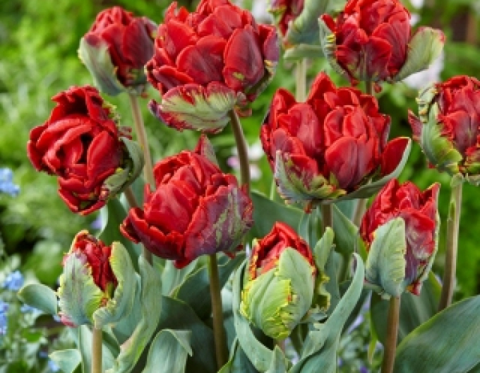 Lalea "Rococo