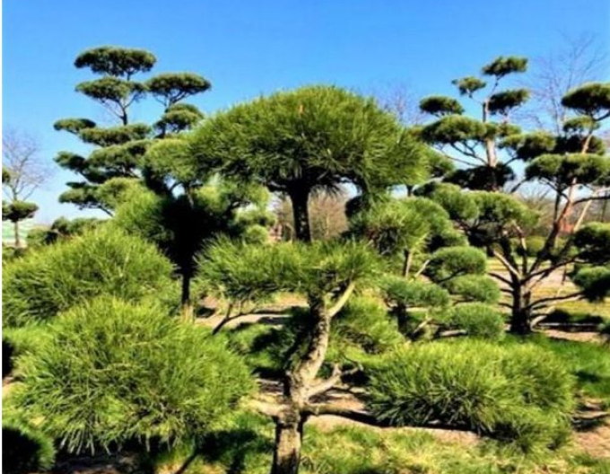 Pin negru-bonsai