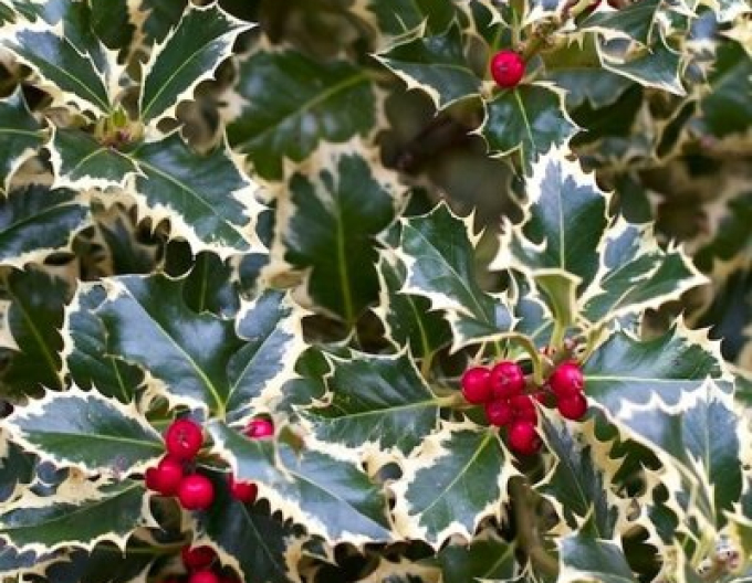 Ilex țepos-variegata