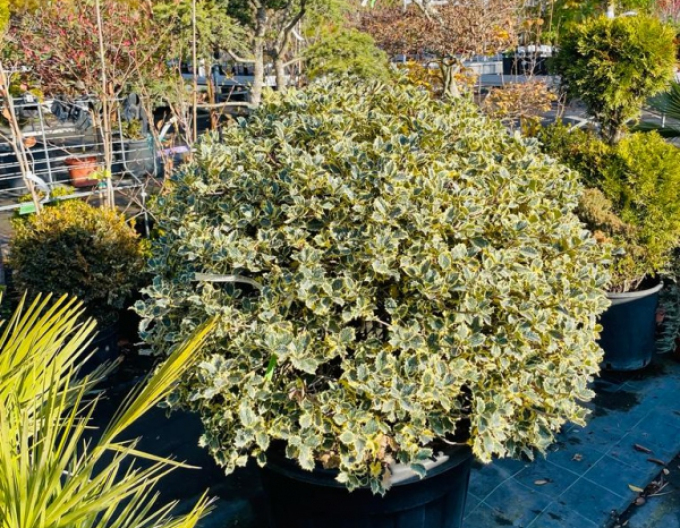 Ilex țepos-variegata