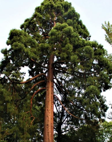 Mamut Sequoia