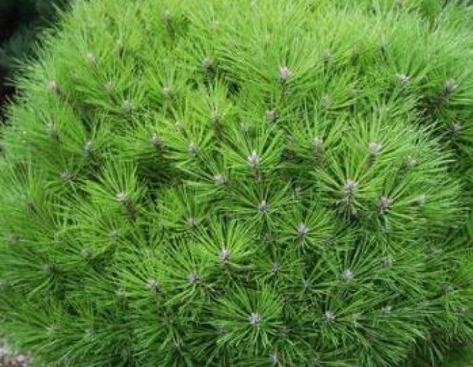 Pin negru ´Brepo´ pe un ciot 80cm