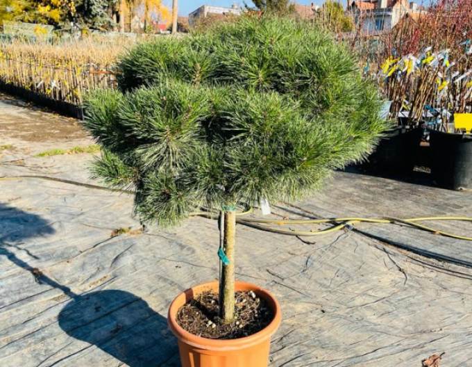 Pin negru ´Brepo´ pe un ciot 80cm
