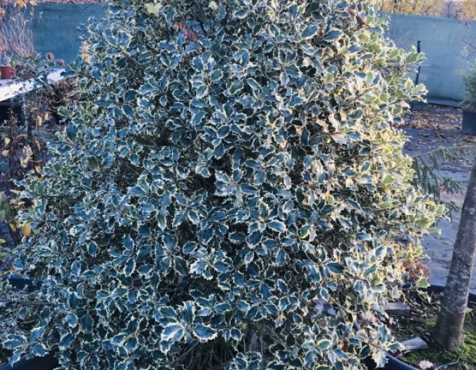 Ilex japonez-variegata-cono-forte