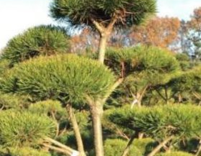 Bonsai de pin