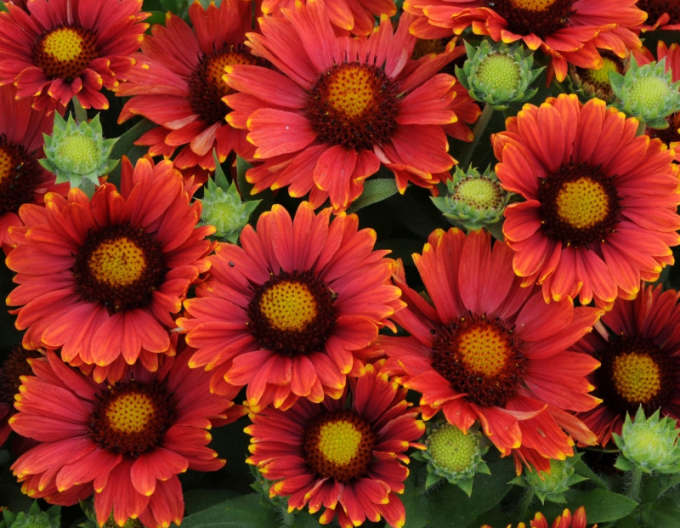 Gaillardia Arizona Red Shades