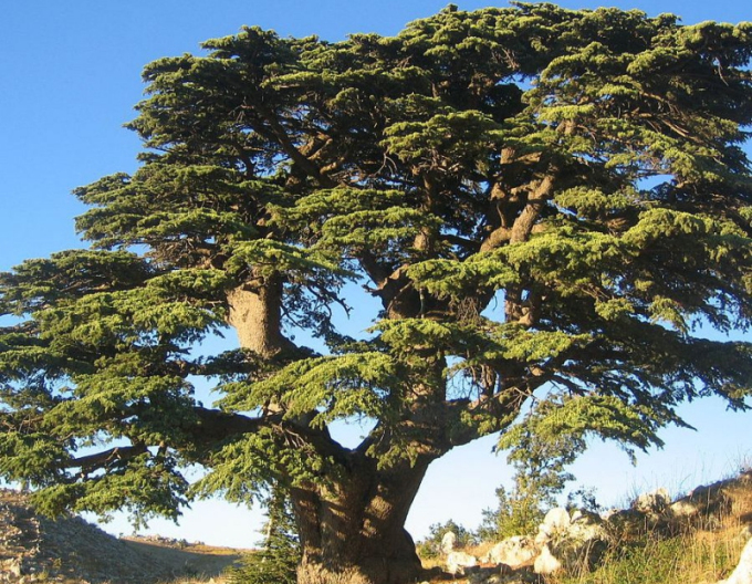 Cedru de liban-bonsai
