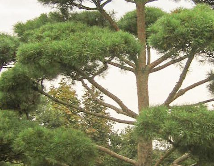 Pin neted-bonsai