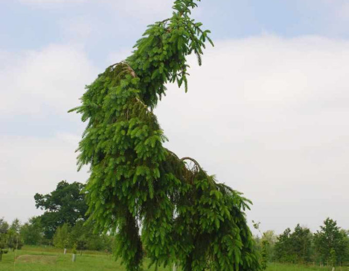 Molid pendula