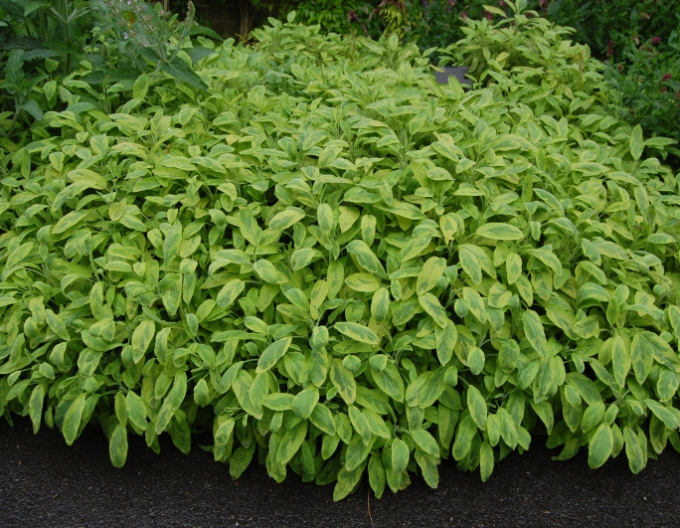 Salvie Icterina