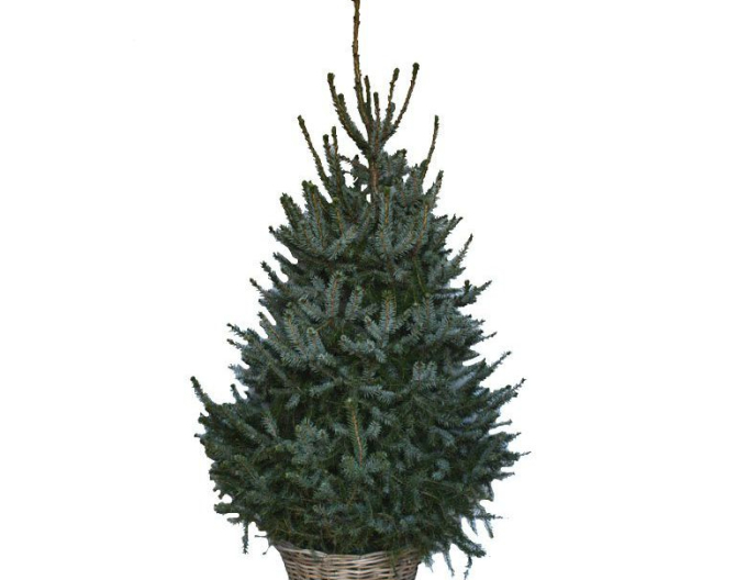 Pin  molid 175/200 cm