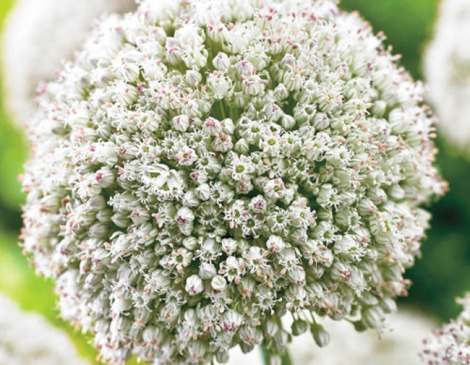 Usturoi ornamental White Cloud