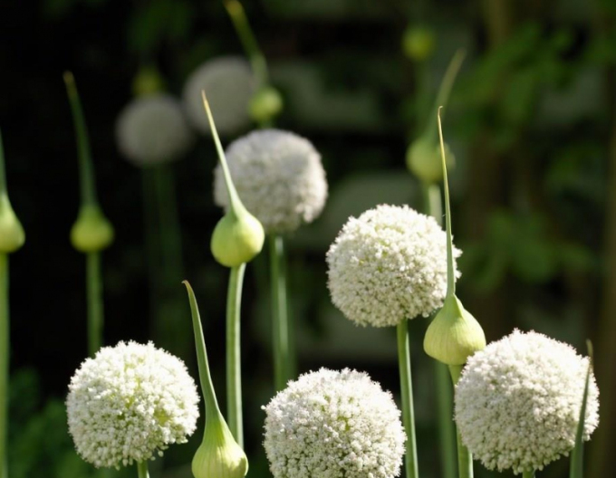 Usturoi ornamental White Cloud