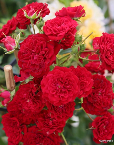Trandafir Crimson Siluetta