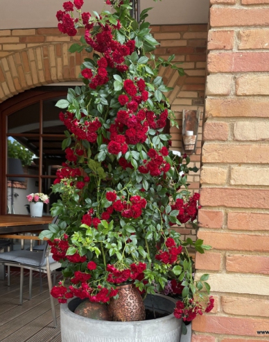 Trandafir Crimson Siluetta