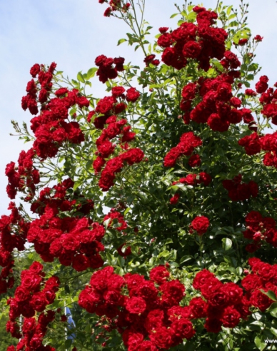 Trandafir Crimson Siluetta
