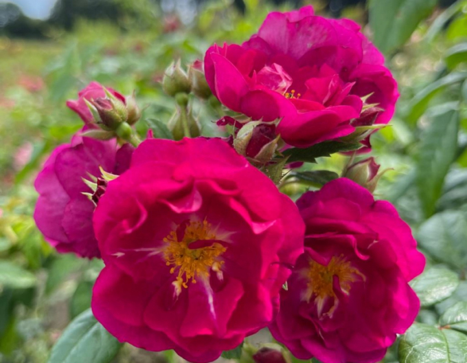 Trandafir "Purple Siluetta