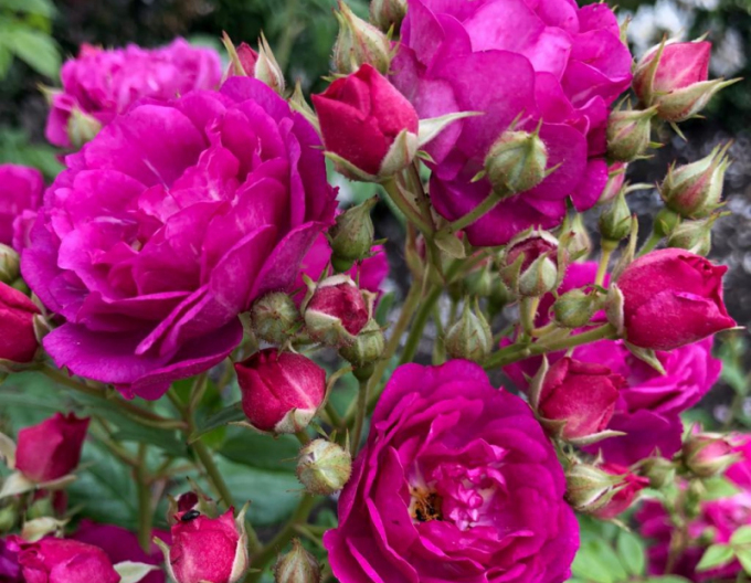 Trandafir "Purple Siluetta