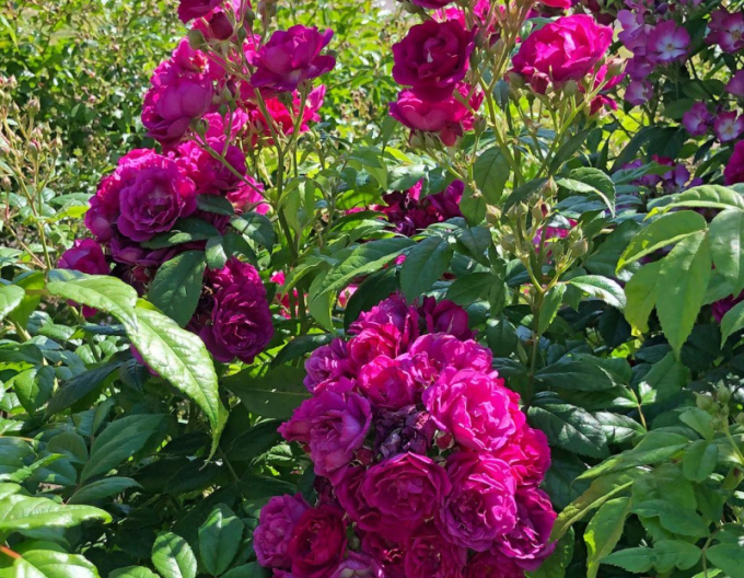Trandafir "Purple Siluetta