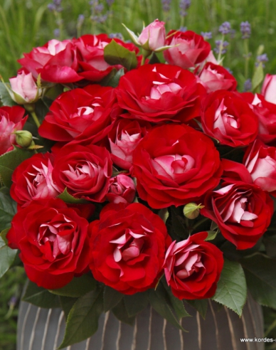 Trandafir ´Rose der Einheit´