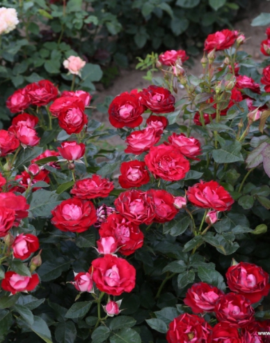 Trandafir ´Rose der Einheit´