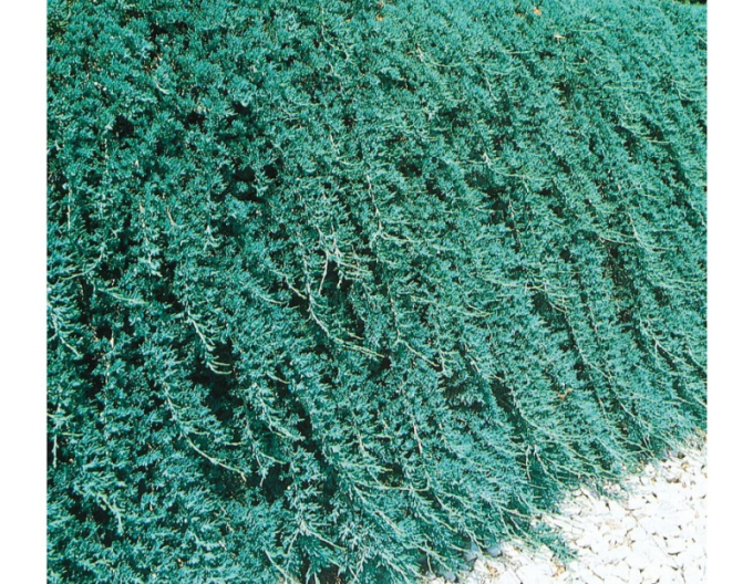 Lenupăr Ice Blue