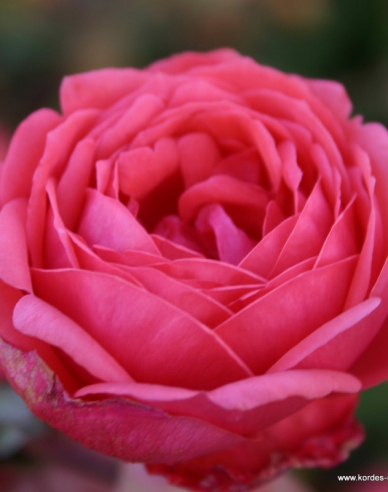 Trandafir ´Gartenprinzessin Marie - Jose´