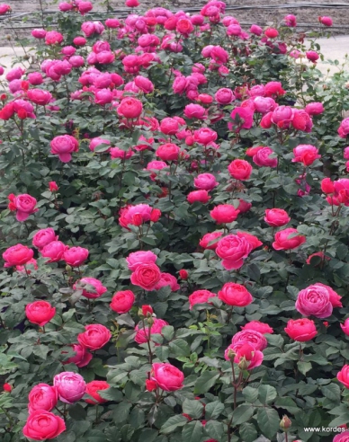 Trandafir ´Gartenprinzessin Marie - Jose´