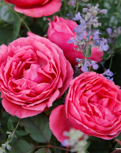 Trandafir ´Gartenprinzessin Marie - Jose´