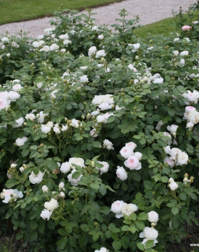 Trandafir Herzogin Christiana
