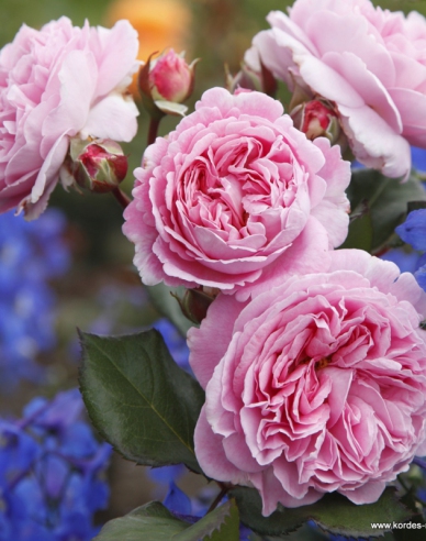 Trandafir "Rosengrafin Marie Henriette