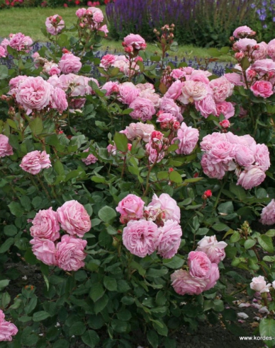 Trandafir "Rosengrafin Marie Henriette