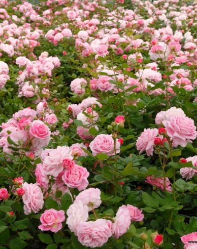 Trandafir "Rosengrafin Marie Henriette
