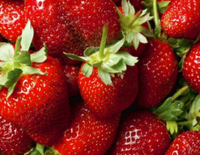 Strawberry ´Florence´ târziu