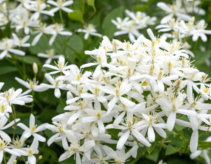 Clematis ´Zăpadă timpurie´