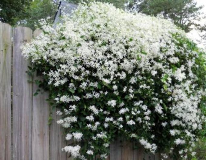 Clematis ´Zăpadă timpurie´