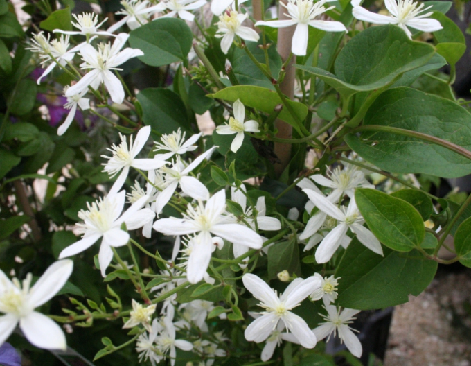 Clematis ´Zăpadă timpurie´