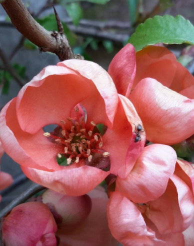 Chaenomeles japonica ´Sargentii´