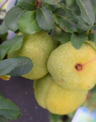 Chaenomeles japonica ´Sargentii´