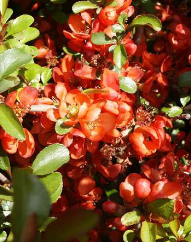 Chaenomeles japonica ´Sargentii´